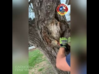 Firefighters rescue squirrel stuck in tree’s knothole