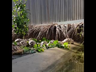 Geochelone elegans from borneo