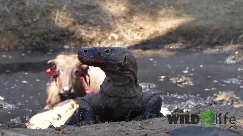 Комодский варан ест живьем теленка буйвола