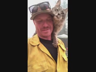 Puss takes a liking to the fireman who found him after the californian bushfires