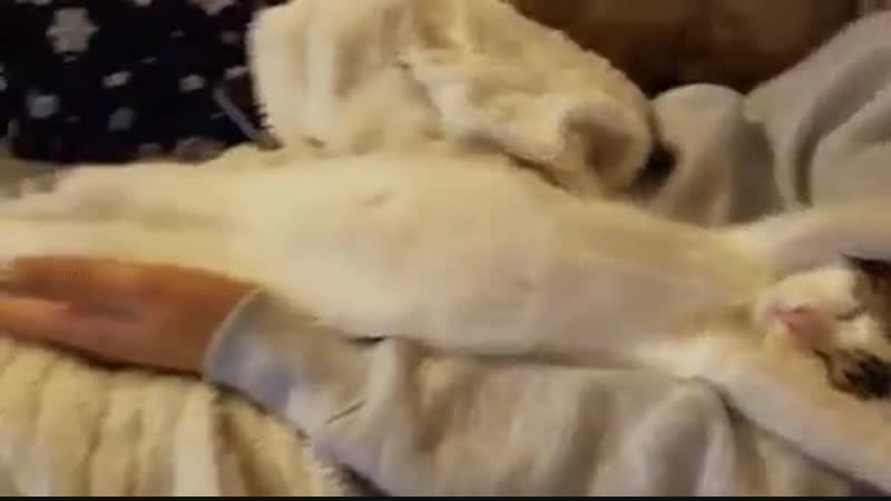 Кoгдa дoмашниe уxoдят на свoю paботу 😆