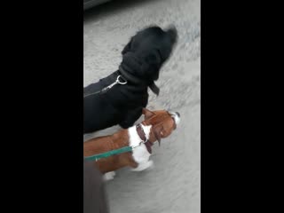 Борман и брук