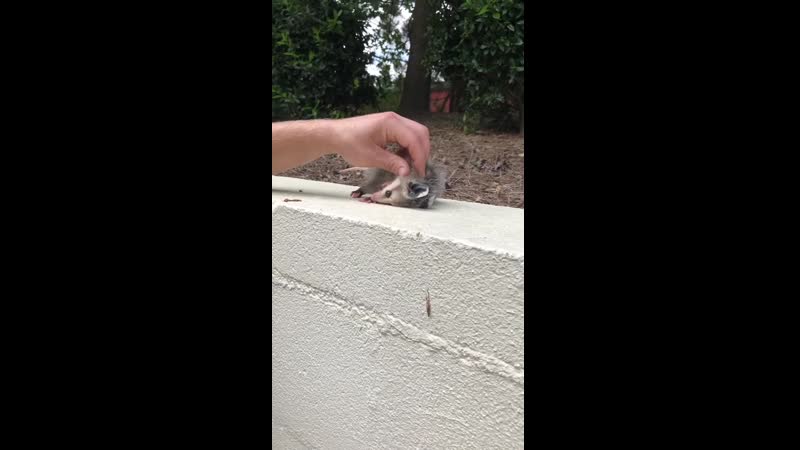 Забавный опоссум