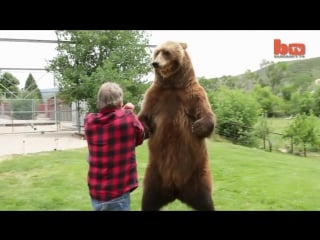Wrestling a grizzly bear in my garden
