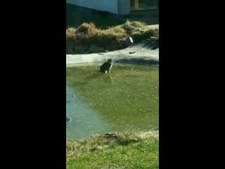 Need to catcha da fush mp4