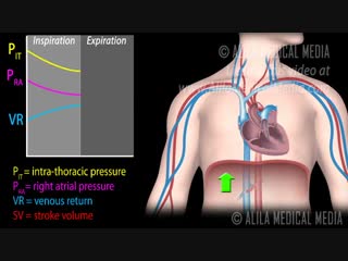 17 how respiratory pump affects venous return ★ animation