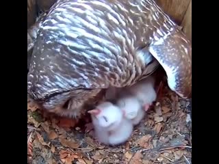 Mama оwl with hеr littlе оwlеts!