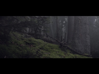 Projections in the forest bioluminescent forest