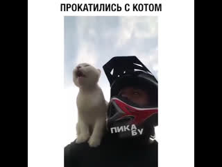 Прокатились с котом