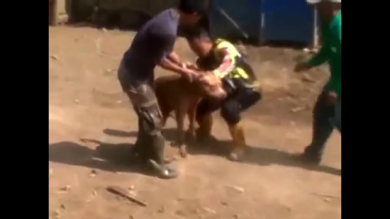 Подсвинок выпустил кишки питу (или как порвать пита за 5 секунд)