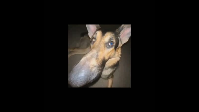 Ебанашка конченая