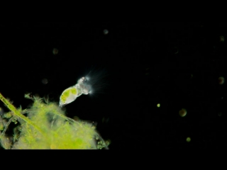 Rotifers feeding