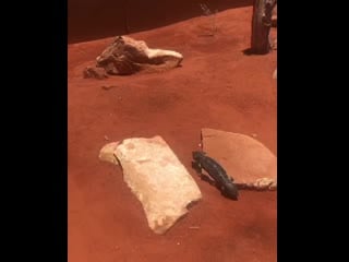 Tiliqua rugosa in alice springs reptile centre lizards catching butterflies