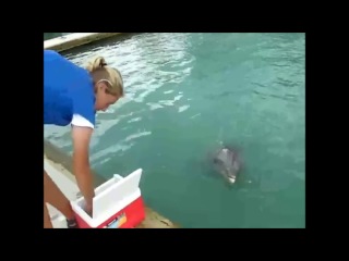 Ölü rolu oynayan heyvanlar arti̇stli̇k (çox maraqlıdır)