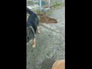 Vid 20191027 111513 mp4