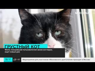 Кот филя, покоривший пользователей своим взглядом, ищет новый дом москва 24