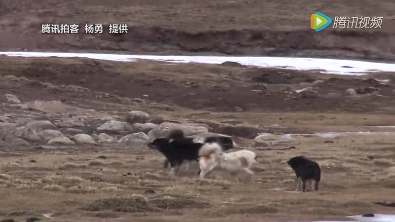 Волк ест тибетского мастифа, которого он молодыев поединке с 6 секс