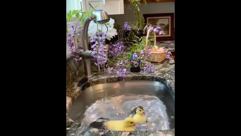 Миленькие уточки