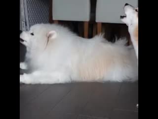 I ♡ my samoyed