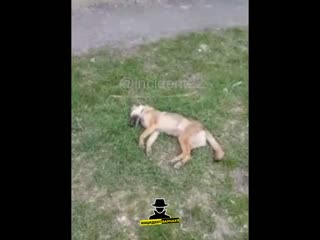 Живодер с седьмого этажа выкинул собаку (инцидент барнаул)