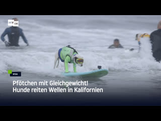 Pfötchen mit gleichgewicht! hunde reiten wellen in kalifornien