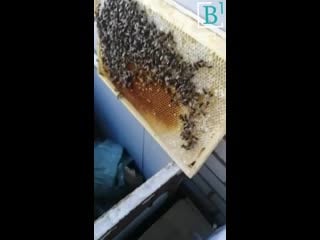 Улей на балконе 1