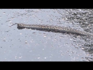 Puff adder (bitis arietans)