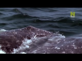 Bbc нетронутые уголки дикой природы серия 04 залив монтерей