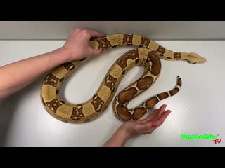 Bci white line blond albino (max caramel albino t+), (colombia)