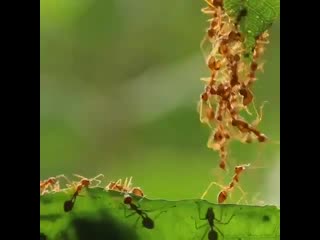 Teamwork makes the dream work!