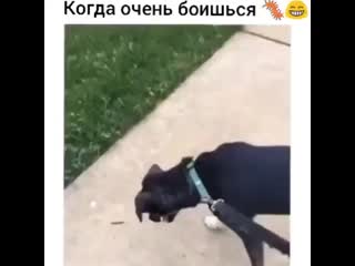 Фобии mp4