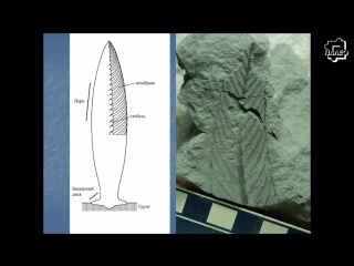 Андрей иванцов на заре жизни загадочные организмы позднего докембрия