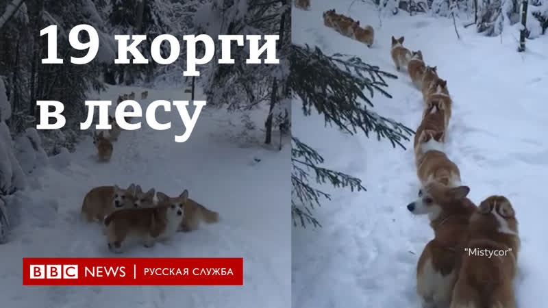 19 корги пошли гулять в лес