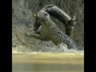 A huge male jaguar pulling a caiman out of the water up a slippery muddy river bank in the northern pantanal brazil mp4