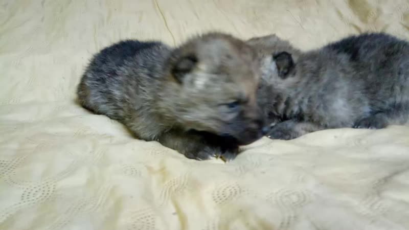 Арктический волк щенки 2019