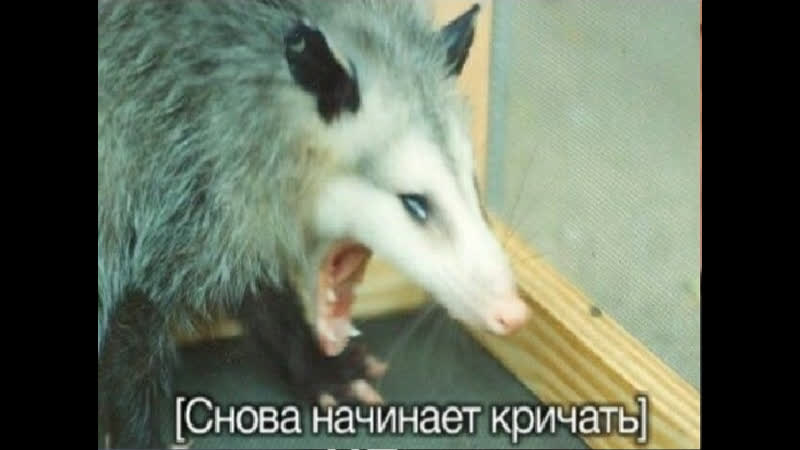 Чекаем обнову в долгострое hired ops