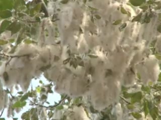 R тополиный пух