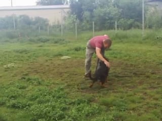 Balaris orso, 4 month old 1st trainning