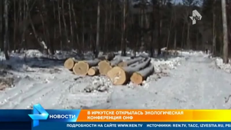 "черные лесорубы" за год вывезли из тайги за границу древесину на миллиарды рублей