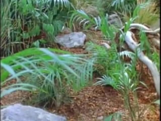 Asiatic golden cat hunts a shrew