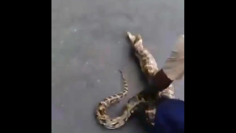 پس گرفتن شکار از شکم مار лондон 11 06 2017
