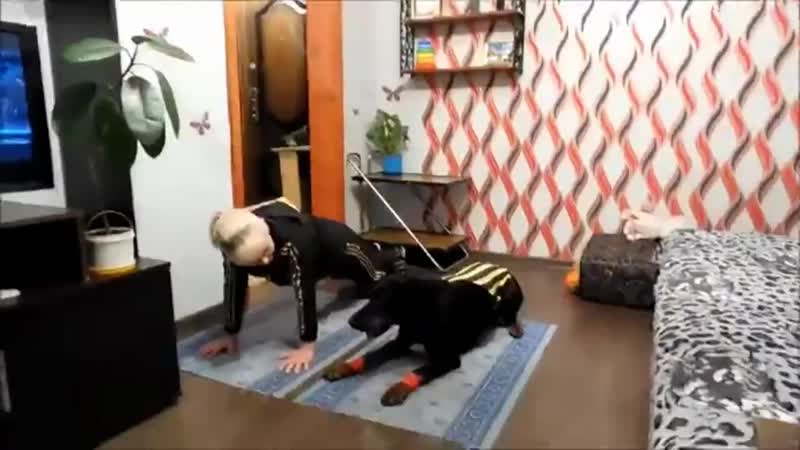 Утро с доберманом!