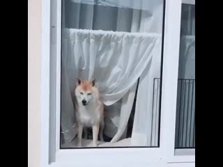 Woof mp4