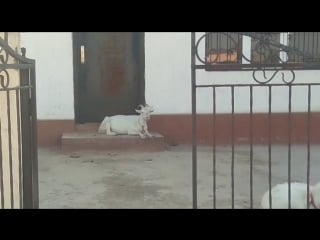 Менты козлы