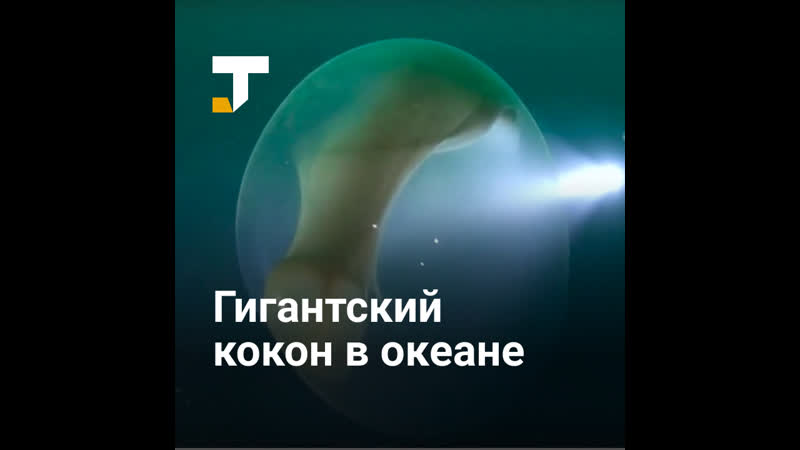 Дайверы обнаружили огромный кокон в северном ледовитом океане