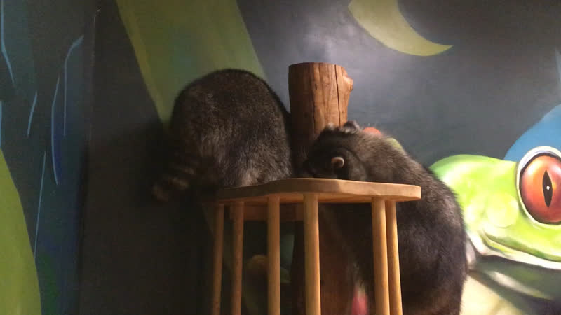 Мона и брабус