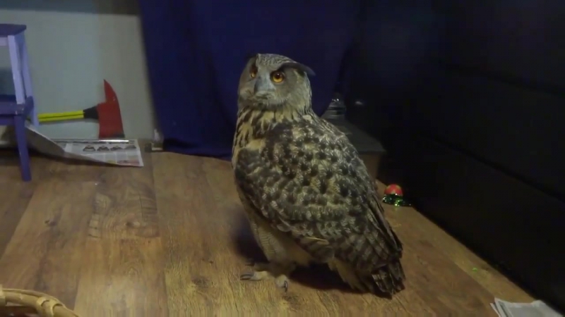 Филин изгоняет кота из комнаты