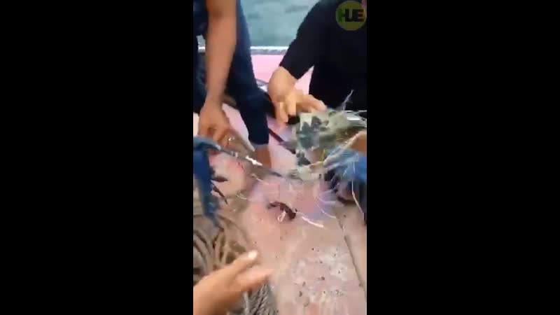 Пассажирский boeing 737 500 потерпел крушение в индонезии