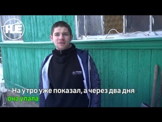 Под истрой влюблённый юноша украл у соседей сосну для своей девушки