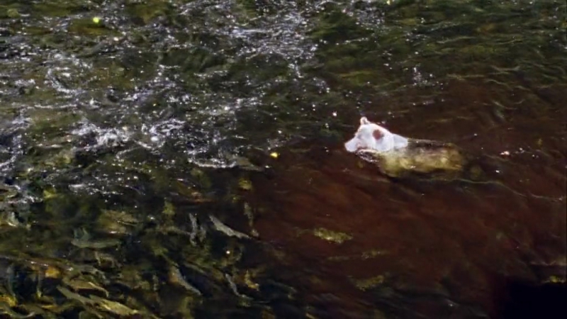 Величайшие явления природы (эпизод 2 великий исход лосося)